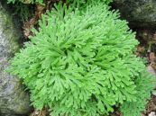 Quyển bá - Tác dụng hoạt huyết chỉ huyết