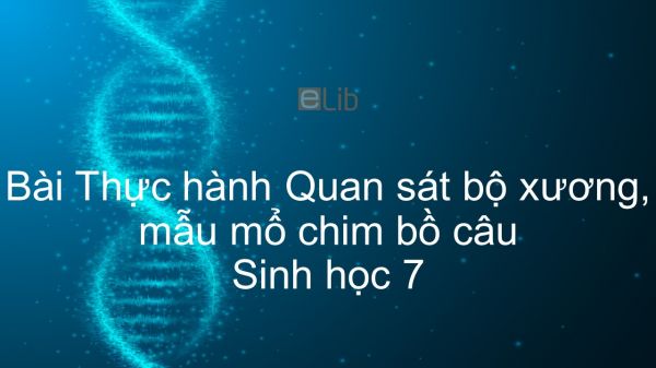 Sinh học 7 Bài 42: Thực hành Quan sát bộ xương, mẫu mổ chim bồ câu