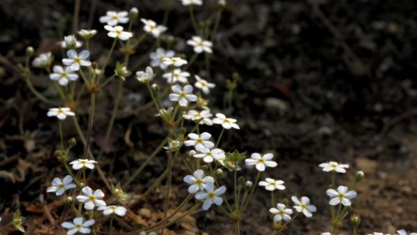 Báo xuân hoa - Chữa sưng amydal, viêm họng