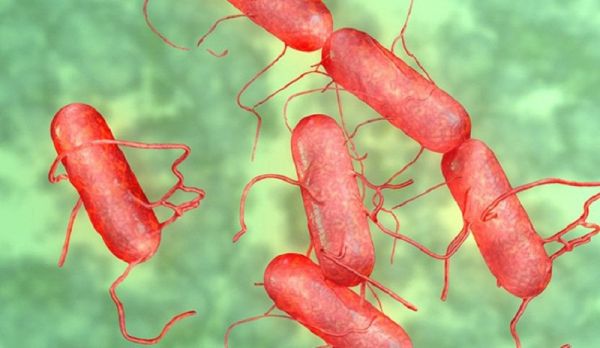 Bệnh nhiễm khuẩn salmonella - Triệu chứng, nguyên nhân và cách điều trị