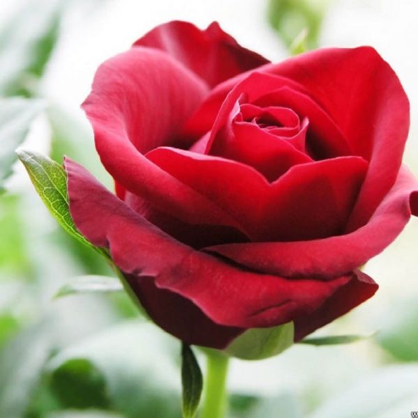 Hoa hồng  - Cây thuốc hoạt huyết, điều kinh