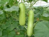 Bầu - Chữa lợi răng sưng đau