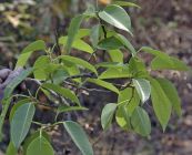 Đa Talbot - Chữa loét, bệnh phong