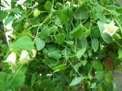 Đảng sâm - Chữa cơ thể suy nhược