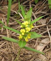 Đậu dại - Trị ho gió có đờm, ho khan