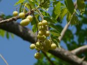 Đầu heo - Chữa hen suyễn