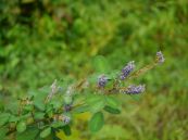 Đậu khác quả - Chữa viêm tuyến mang tai