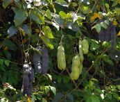 Đậu mèo lớn - Trị đau thấp khớp