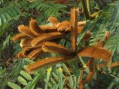 Đậu mèo rừng - Làm thuốc tẩy xổ, trục giun đũa