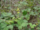 Đậu mỏ nhỏ - Làm thuốc gây sảy thai