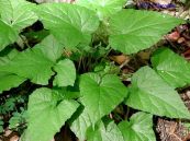 Đầu nưa - Trị nọc rắn