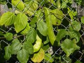 Đậu rựa - Làm thuốc trị nôn mửa