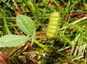 Đậu tương dại - Chữa cảm lạnh và cúm