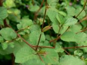 Đay dại - Trị bệnh viêm phổi