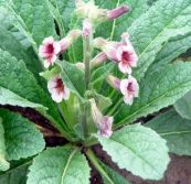 Địa hoàng - Chữa thổ huyết, chảy máu cam