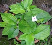 Địa liền - Trị ăn uống không tiêu