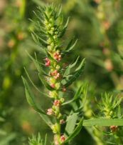 Địa phu - Chữa tiểu tiện đau buốt