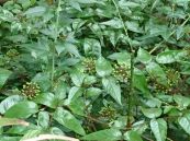 Đơn châu chấu - Chữa viêm gan cấp, viêm amygdal