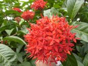 Đơn lào - Chữa bệnh trĩ