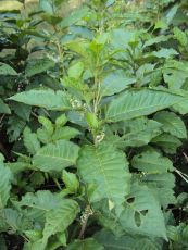 Đơn lộc ớt - Làm thuốc tẩy giun