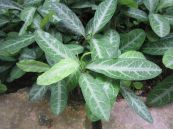 Đơn lưỡi hổ - Trị ho khan, viêm khí quản