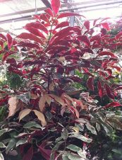 Đơn mặt trời - Chữa mẩn ngứa, mụn nhọt