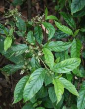 Đơn trà - Dùng pha uống như trà