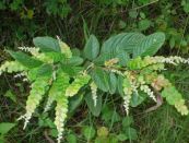 Đồng tiền - Trị cảm mạo phát sốt