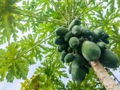 Đu đủ - Hạ sốt