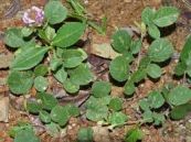 Đuôi chồn chân thỏ - Trị lỵ