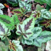 Đuôi chồn màu - Chống độc