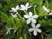 Đuôi công hoa trắng - Gây nôn