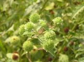 É lớn đầu bổ - Chữa cảm sốt