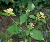 Gai kim - Chữa bệnh ho