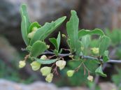 Găng cơm - Trị lỵ