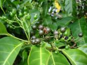 Găng nam bộ - Trị sốt rét