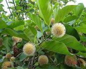 Gáo tròn - Dùng sát trùng