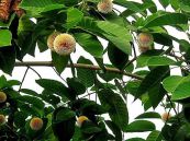 Gáo vàng - Chữa xơ gan