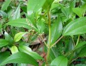 Giác đế - Giải độc trừ ban đậu sởi