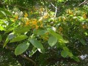 Giáng hương ấn - Trị tiêu chảy