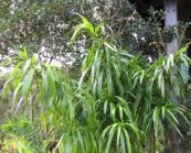 Giang ông - Cầm máu tiêu viêm