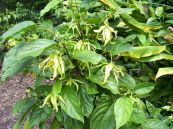 Giẻ - Chữa tê thấp