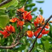 Giềng giềng đẹp - Trị bệnh trĩ