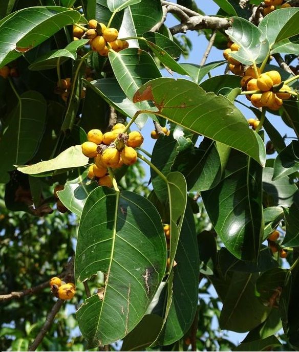 Đa - Làm thuốc thanh nhiệt giải độc