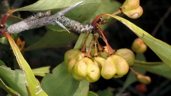 Đầu rùa - Chữa nứt, nẻ da