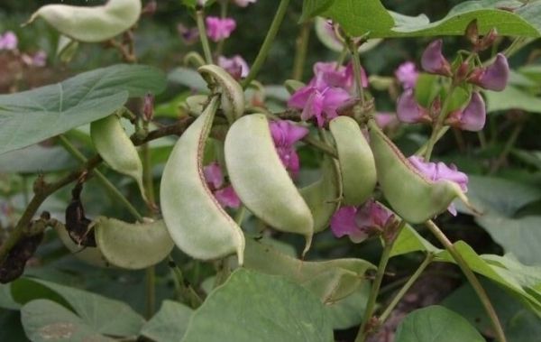 Đậu ván trắng - Làm thuốc bổ dưỡng và tăng sức tiêu hoá