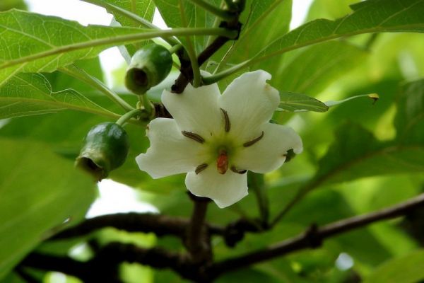 Găng nước - Trị lỵ và ỉa chảy