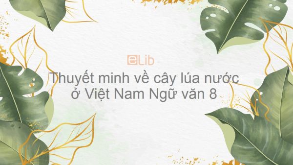 Thuyết minh về cây lúa nước ở Việt Nam