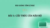 Bài 1: Cấu trúc của não bộ